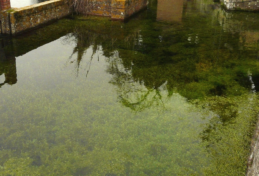 Peschiera di Santa Fiora: vegetazione sommersa da urlo!